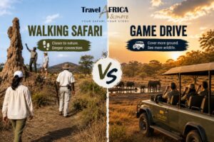 Walking safari vs game drive comparison showing guided bush walking and an open safari vehicle during an African safari experience.