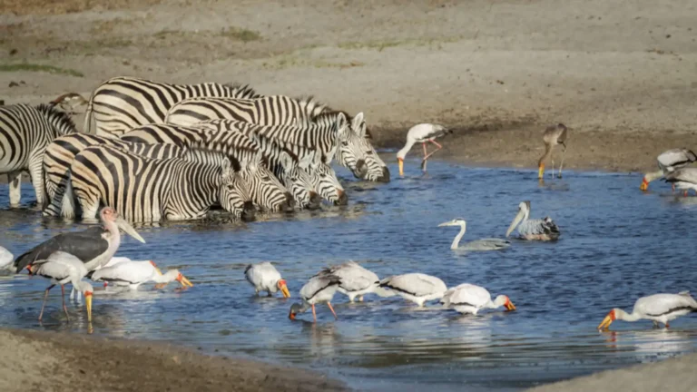 botswan-migration-makgadikgadi-salt-pans-2