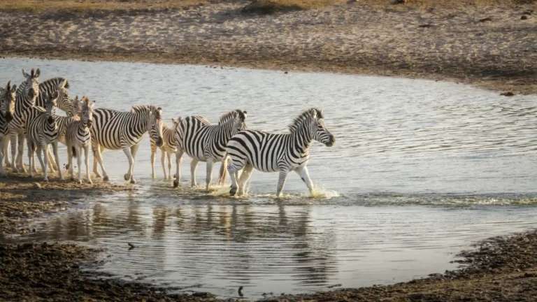 botswan-migration-makgadikgadi-salt-pans-3