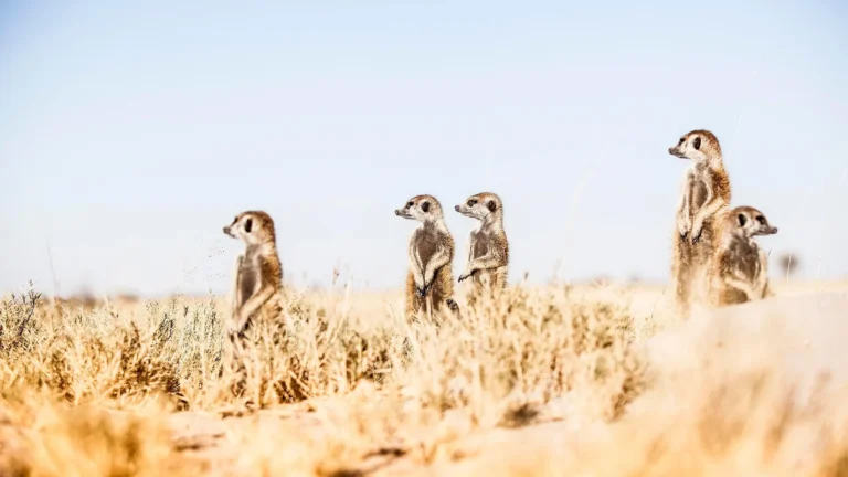 botswan-migration-makgadikgadi-salt-pans-5