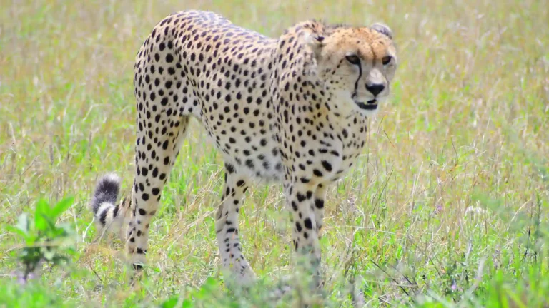east-africa-SNP-4