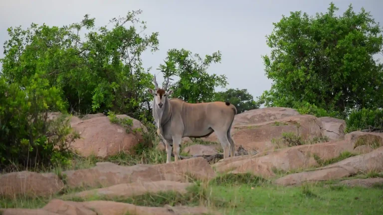 east-africa-SNP-5