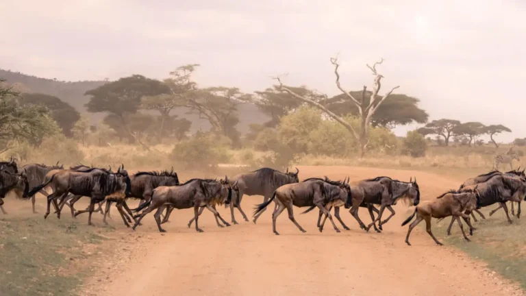 east africa-ls-SNP-1