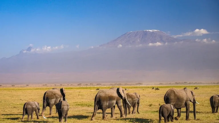 east africa-ls-amboseli-region-2