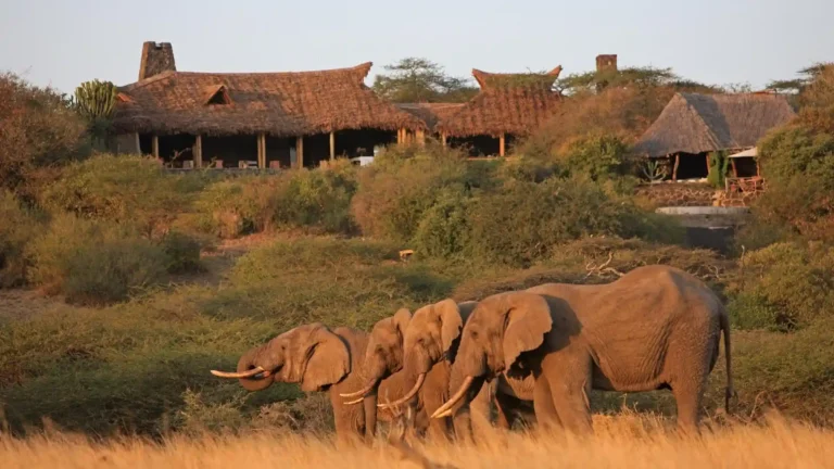east africa-ls-amboseli-region-5