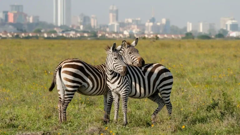 east africa-ls-nairobi-8