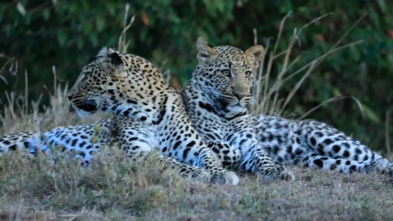 east-africa-masai-mara-1