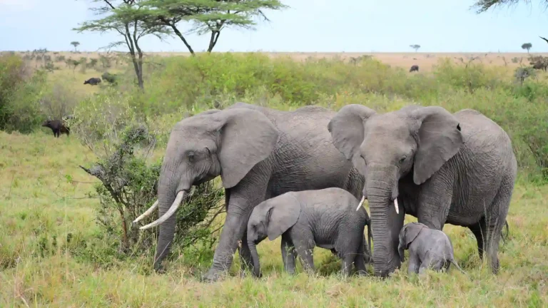 east-africa-masai-mara-4