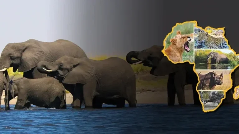 essence of south safari listing | Travel Africa & More