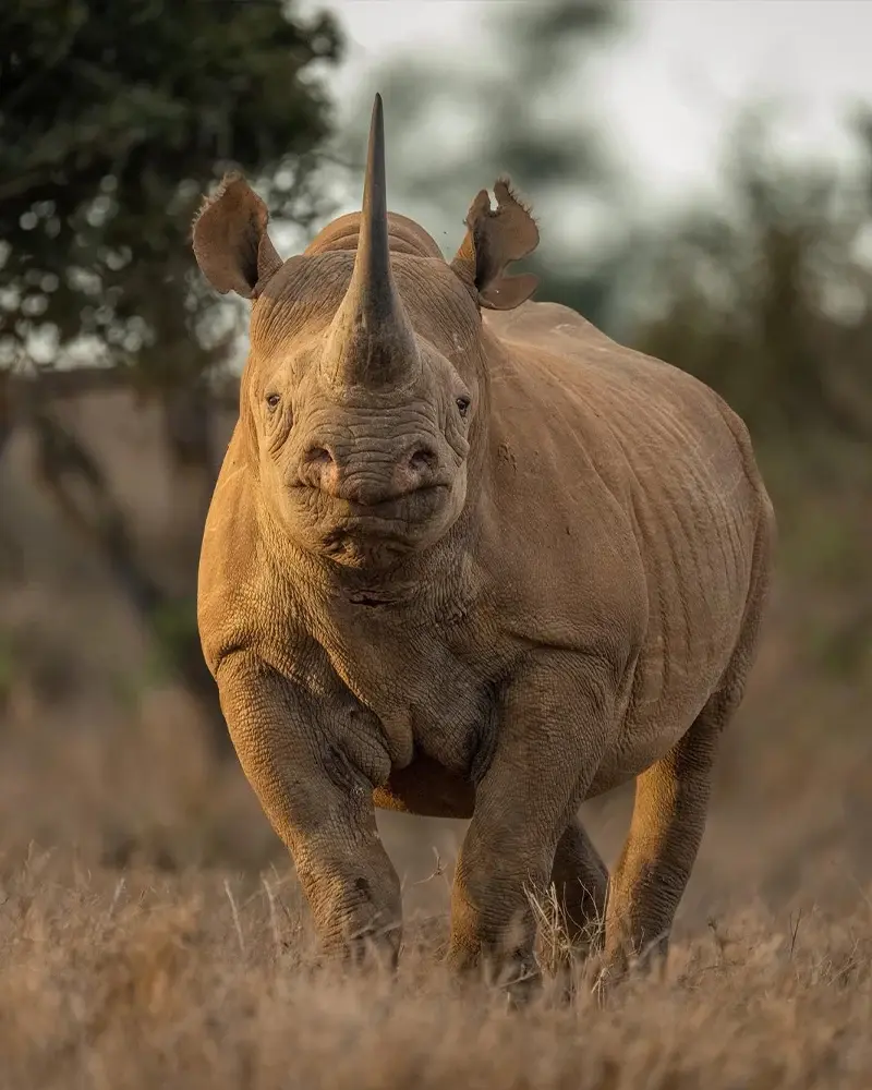 Black Rhino
