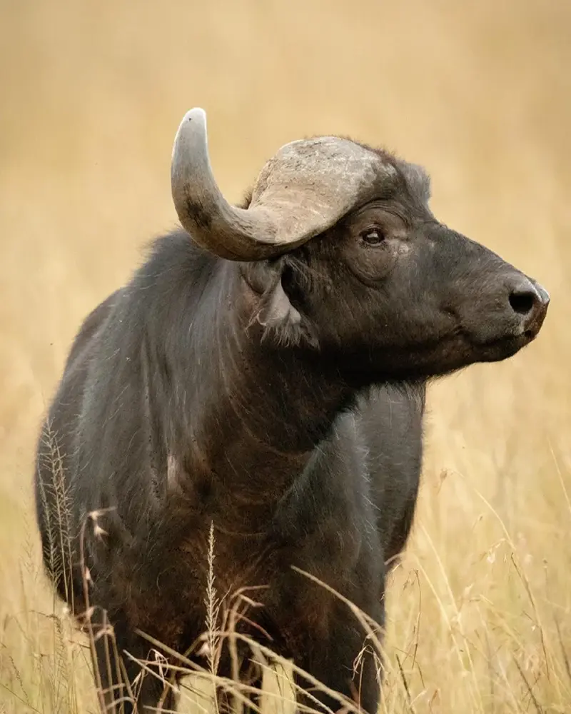 Buffalo