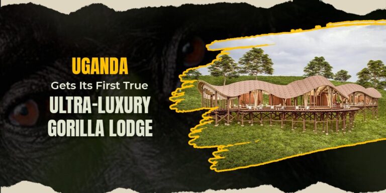 Uganda Gets Its First True Ultra-Luxury Gorilla Lodge