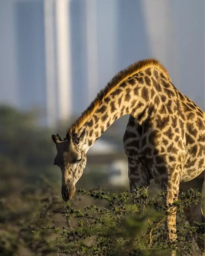 Giraffe