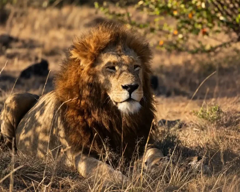 Lion