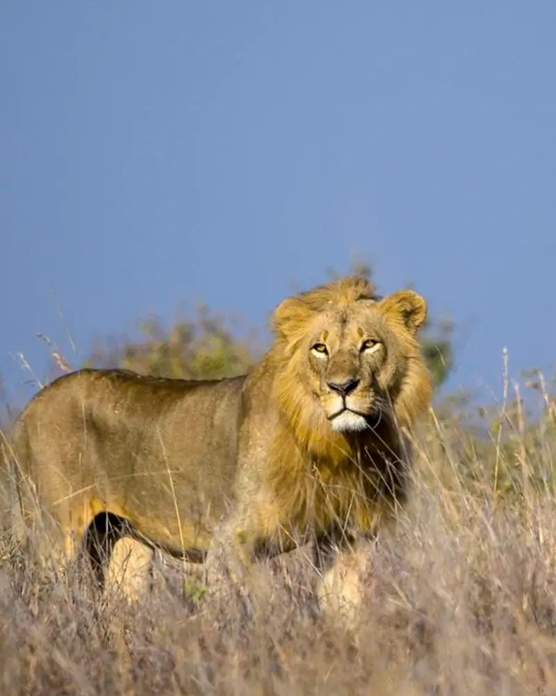 Lion
