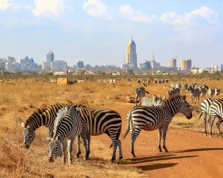 Nairobi National Park Day Visit