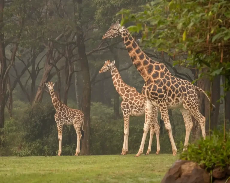 Resident Nubian giraffes