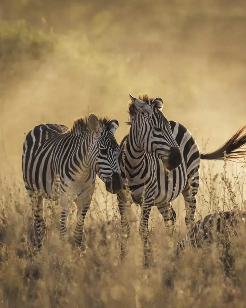 Zebra