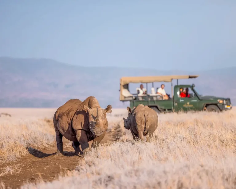 game drive