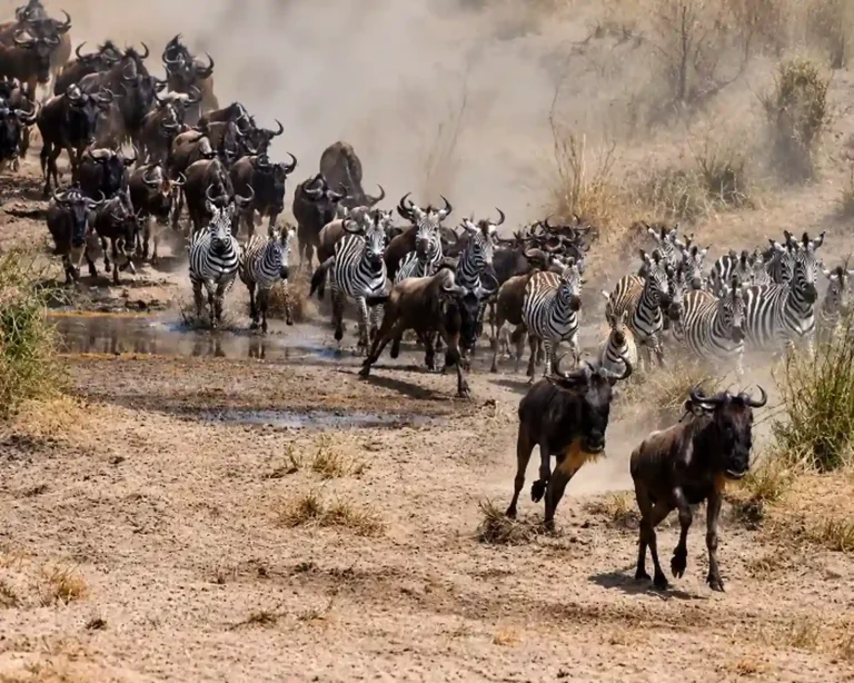 great-migration-duniya-camp