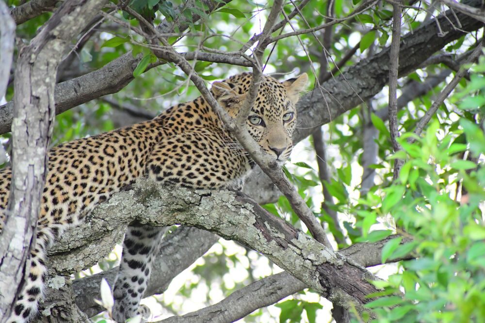 mara-plains-camp-game-sighting-8.jpg