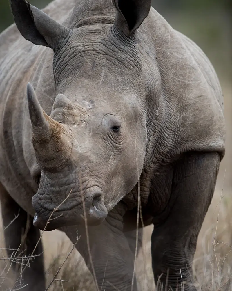 white Rhino