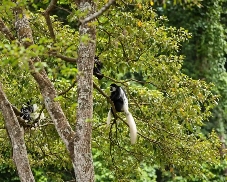 ARUSHA NATIONAL PARK DAY TRIP