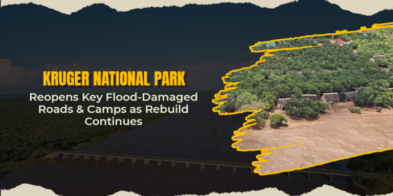 Kruger National Park Reopens Key Flood-Damaged Roads and Camps as Rebuild Continues
