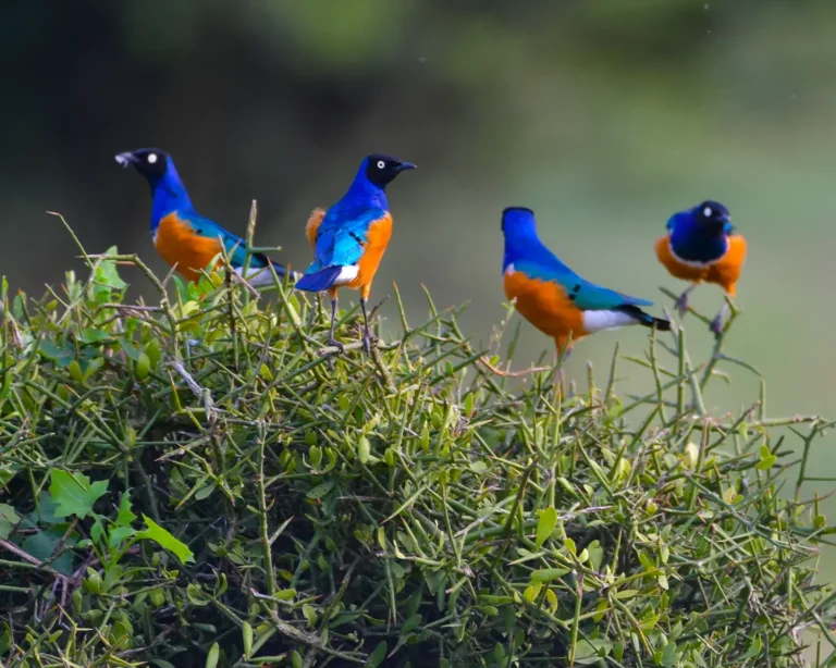 Bird Watching