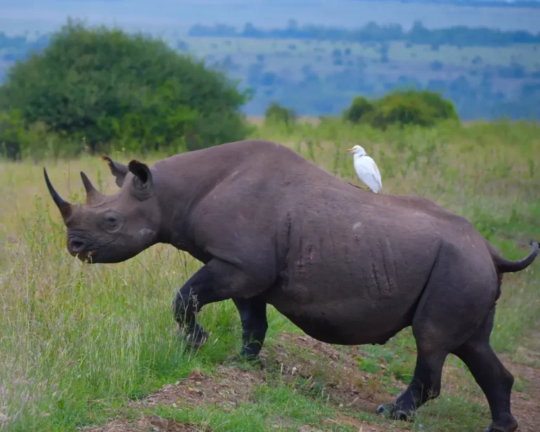 Game Drives