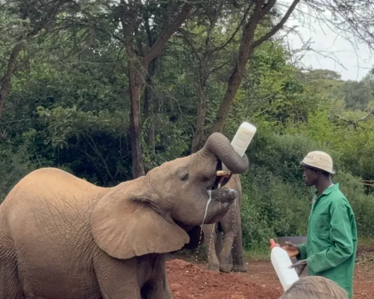 Sheldrick Elephant Nursery