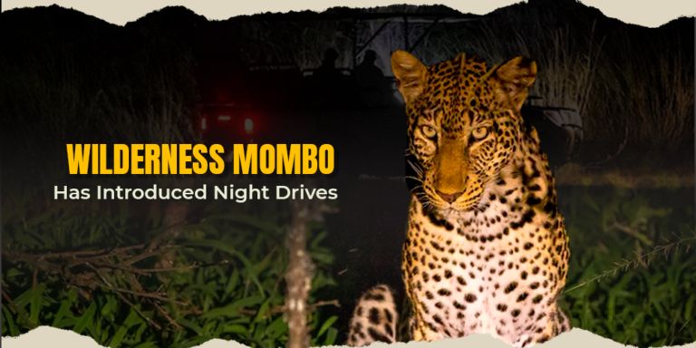 Wilderness Mombo Has Introduced Night Drives