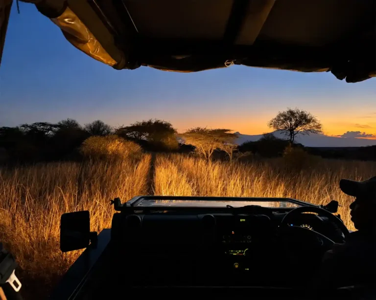 Twilight Safari Drive Through the Savanna