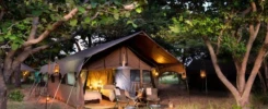 Chobe under Canvas