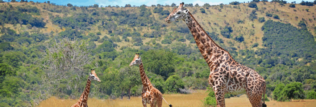 Uganda