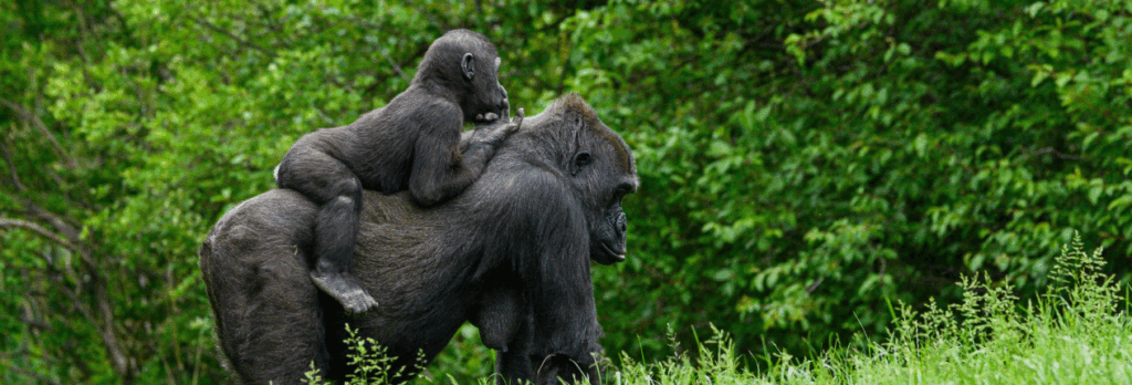 Rwanda