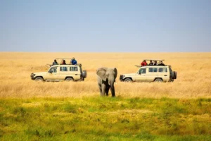 5 Reasons a Tailor Made Safari is Essential for a Multi Generational Family Trip 1 | Travel Africa & More