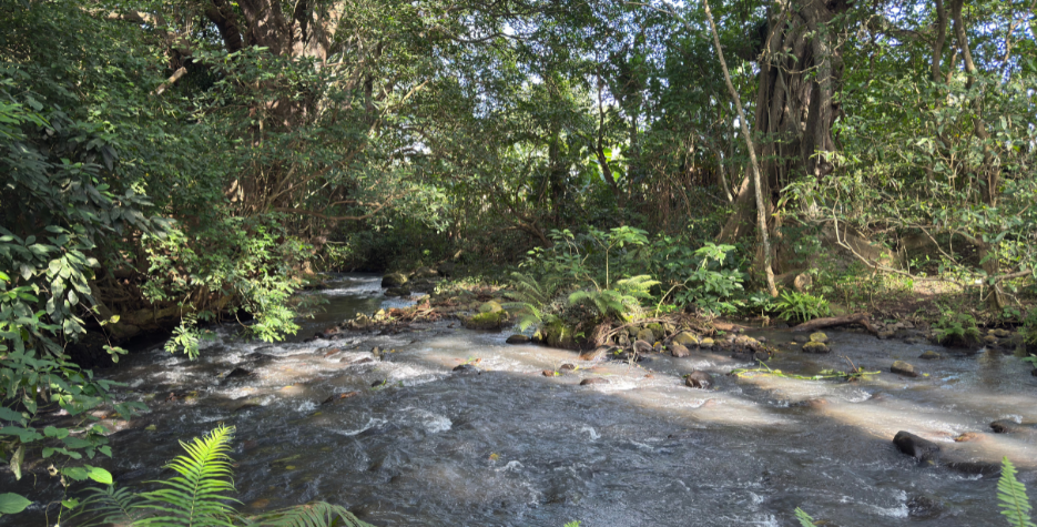 Arusha RiverTrees_banner4