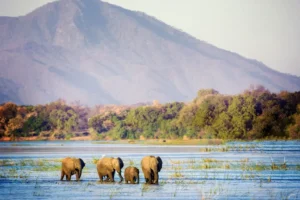 Mana Pools Safari Why This Zimbabwe Gem is an Executives Top Pick | Travel Africa & More
