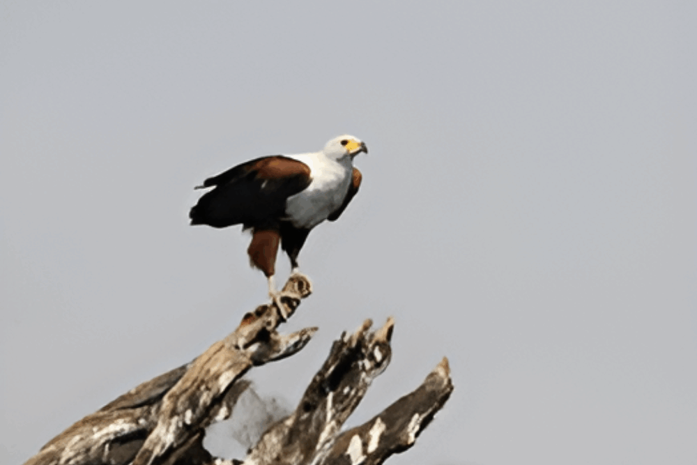 trip report upcoming | Travel Africa & More