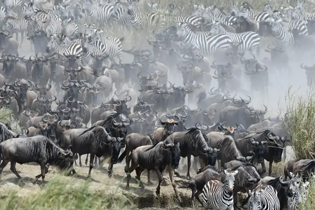 Masai Mara 1 | Travel Africa & More