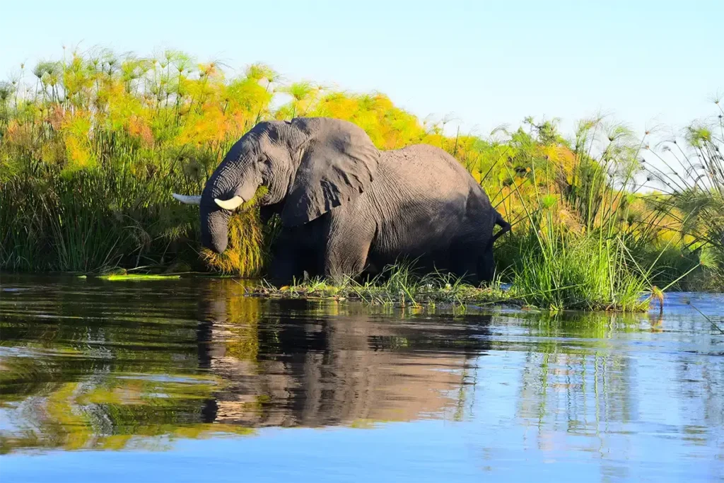 Okavango 1 | Travel Africa & More