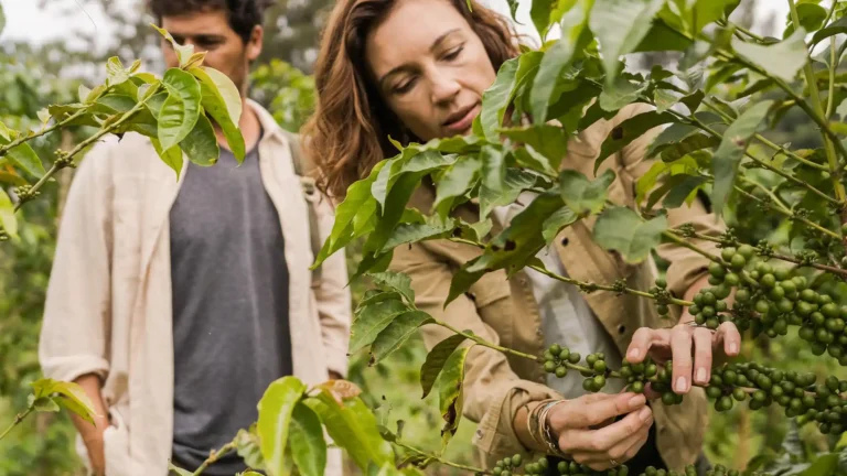Legendary Lodge coffee farm
