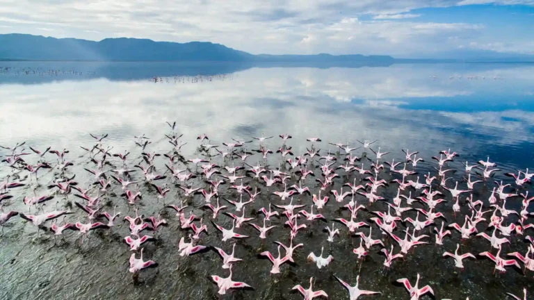 rich birdlife of Chem Chem Concession