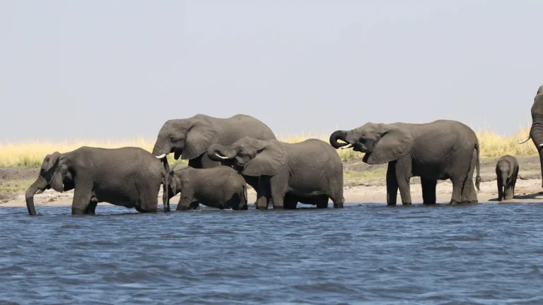 large elephant herds