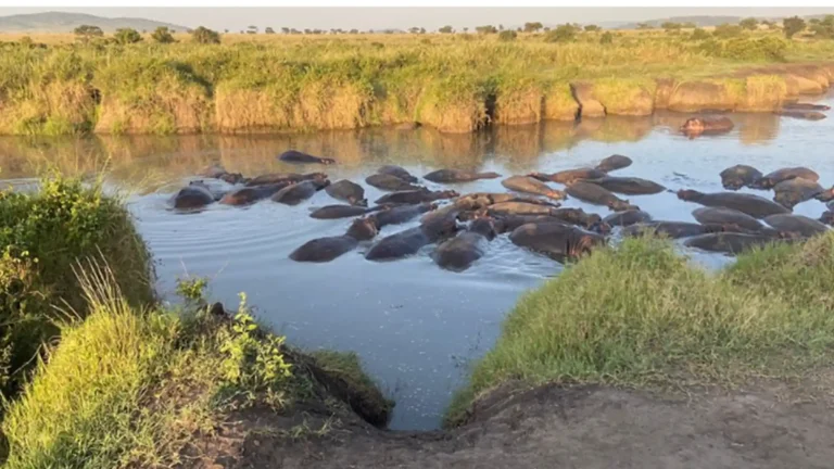 Ngorongoro Crater, Buffalo