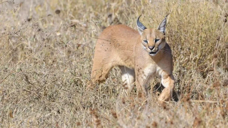 Tanzania-Safari-Adventure-day-5-7-3