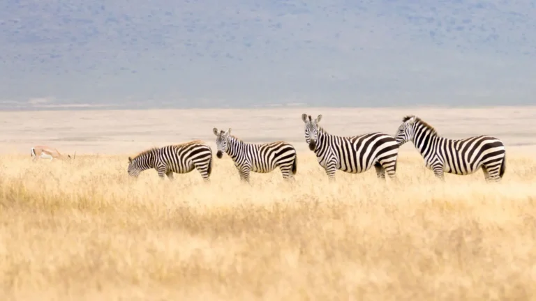 Ngorongoro Crater, Zebra