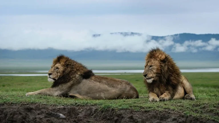 Ngorongoro Crater lion