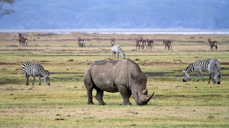 Ngorongoro Crater Black Rhino